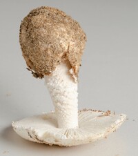 Amanita volvata image