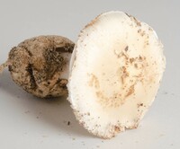 Amanita volvata image