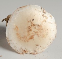 Amanita volvata image