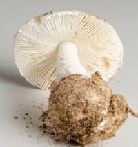 Amanita volvata image