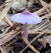 Inocybe geophylla var. lilacina image