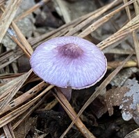 Inocybe geophylla var. lilacina image