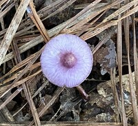 Inocybe geophylla var. lilacina image