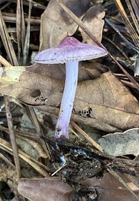 Inocybe geophylla var. lilacina image