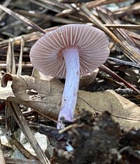 Inocybe geophylla var. lilacina image