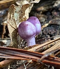 Inocybe geophylla var. lilacina image