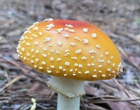 Amanita persicina image