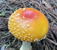 Amanita persicina image