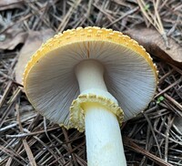 Amanita persicina image