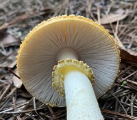 Amanita persicina image