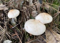 Rhodocollybia maculata image