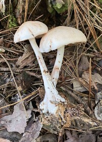 Rhodocollybia maculata image