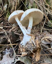 Rhodocollybia maculata image