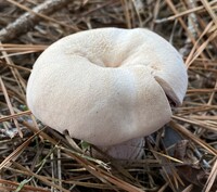 Laccaria ochropurpurea image