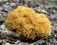 Image of Clavaria aurea