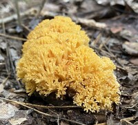 Ramaria aurea image