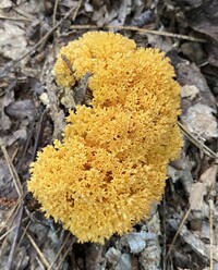 Ramaria aurea image