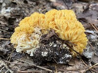 Ramaria aurea image