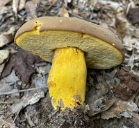 Boletus auripes image