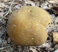 Boletus auripes image