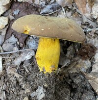 Boletus auripes image