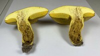 Boletus auripes image