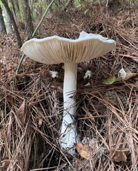 Amanita polypyramis image