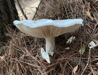 Amanita polypyramis image