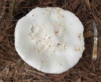 Amanita polypyramis image