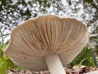 Amanita polypyramis image