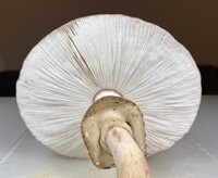 Echinoderma asperum image