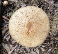 Echinoderma asperum image