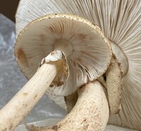 Echinoderma asperum image