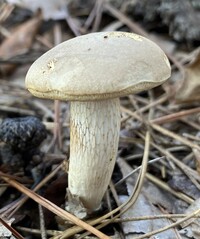 Retiboletus griseus image