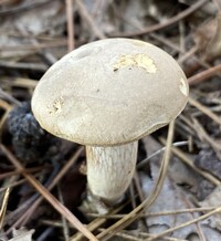 Retiboletus griseus image