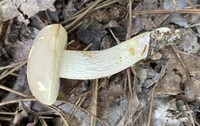 Retiboletus griseus image