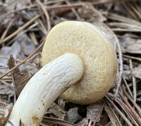 Retiboletus griseus image