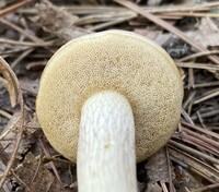 Retiboletus griseus image