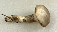 Retiboletus griseus image