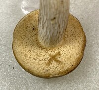 Retiboletus griseus image