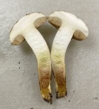 Retiboletus griseus image