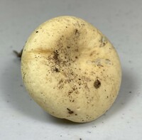 Lactifluus glaucescens image
