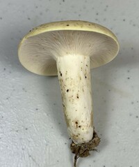Lactifluus glaucescens image