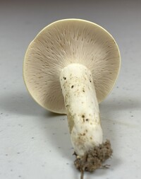 Lactifluus glaucescens image