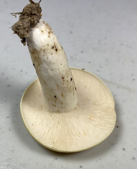 Lactifluus glaucescens image