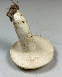 Lactifluus glaucescens image
