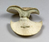 Lactifluus glaucescens image