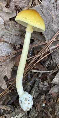 Amanita banningiana image