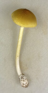 Amanita banningiana image