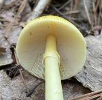 Amanita banningiana image